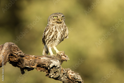Female of Little owl . Athene noctua