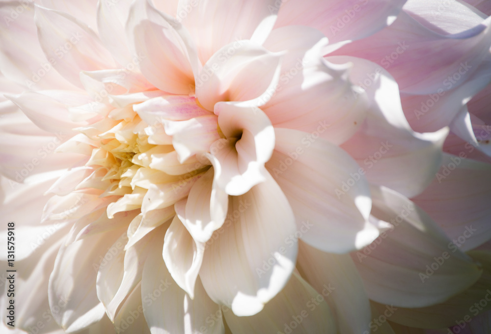 Beautiful defocus blur background with tender flowers