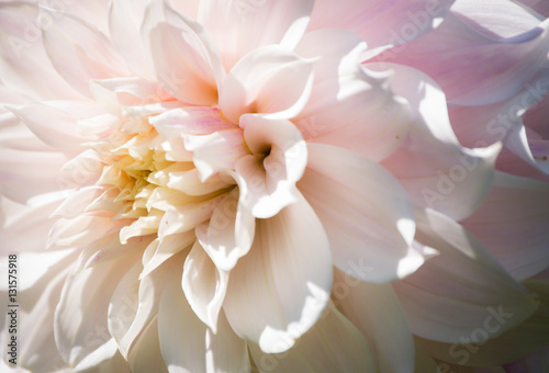 Beautiful defocus blur background with tender flowers
