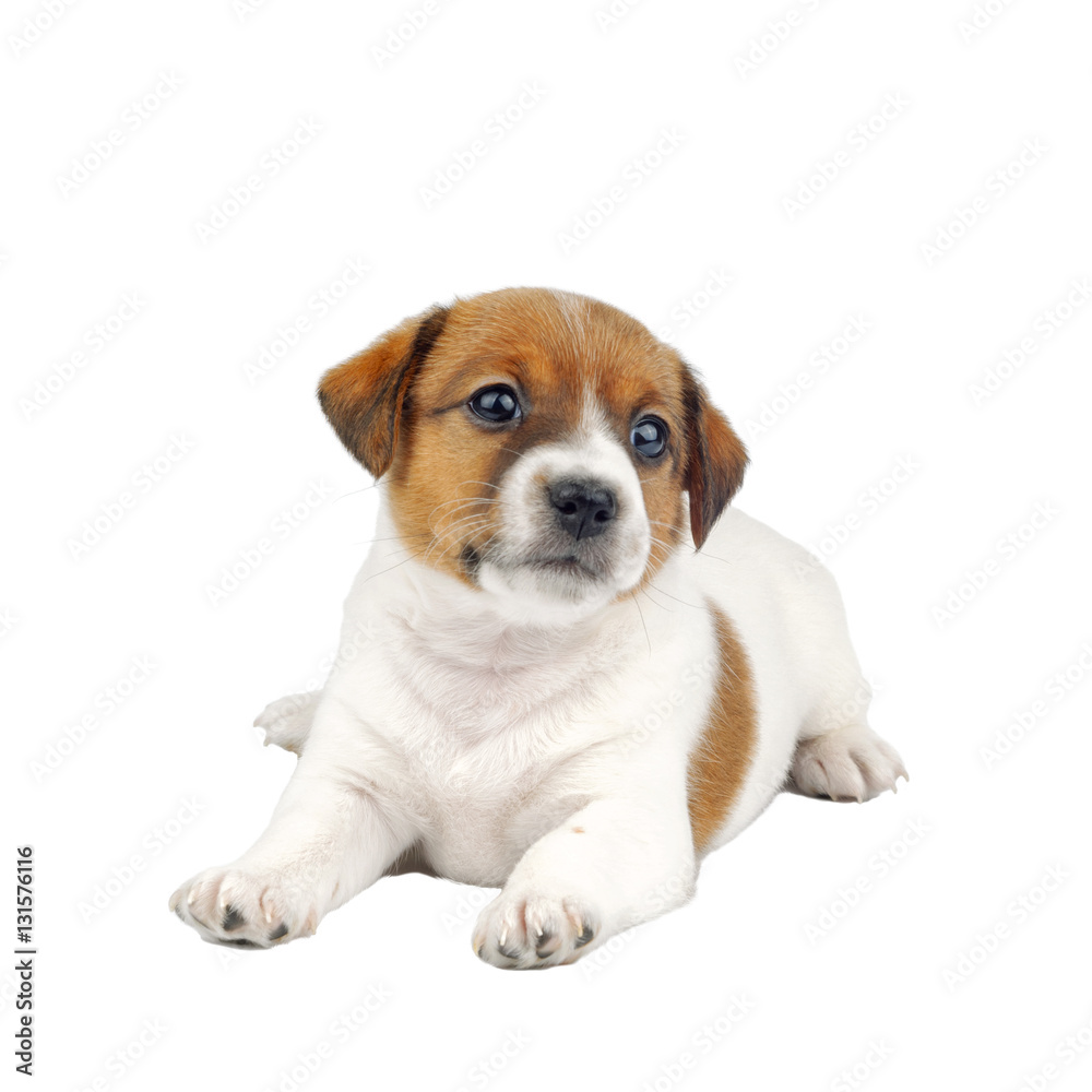 Cute Little Jack Russell Terrier Puppy Dog Isolated on White Background
