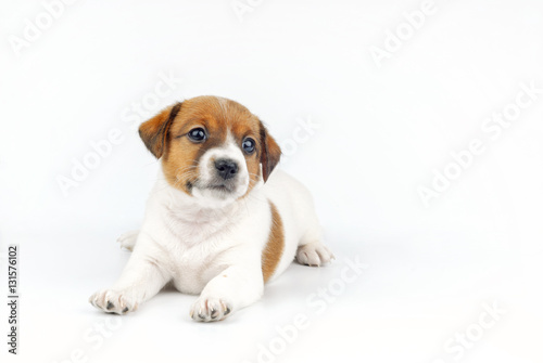 Puppy lying and looking at camera on white background