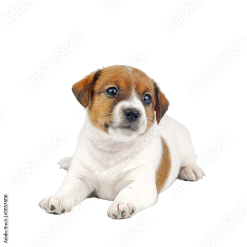 Cute Little Jack Russell Terrier Puppy Dog Isolated on White Background