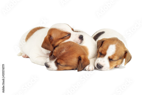 Sleeping Puppies Isolated on White Background. Tired Pets. Dogs Dreaming Sweet