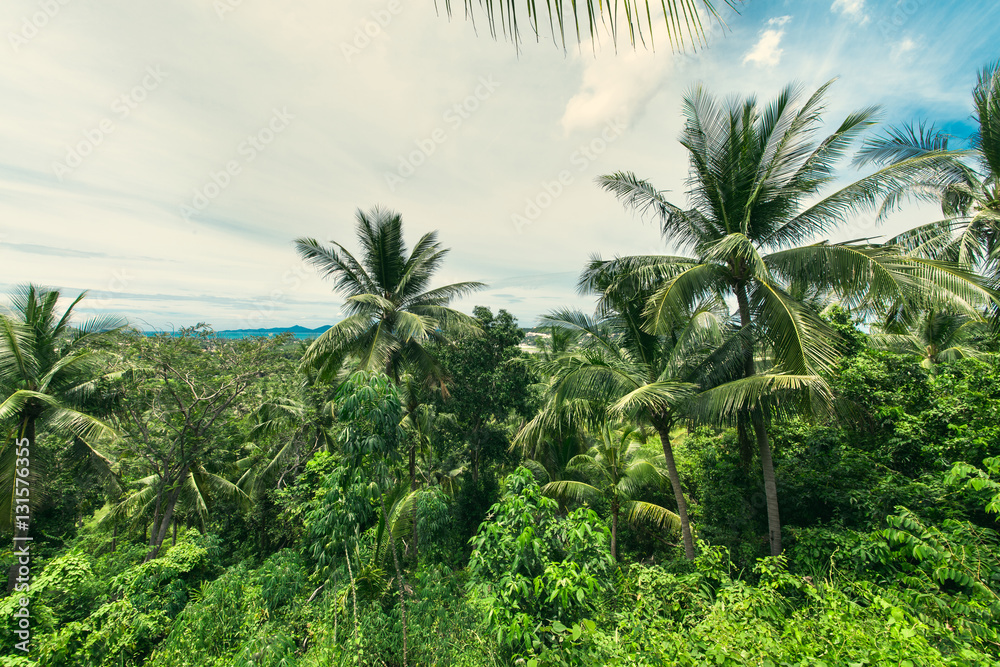 Palm trees on the slope.