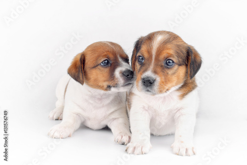 Two Puppies on White Background