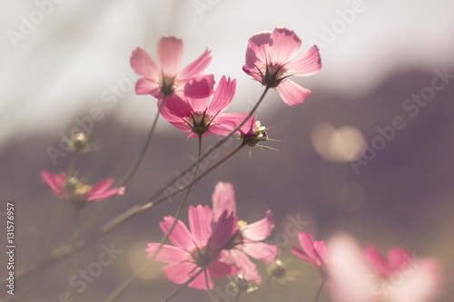 Pastel cosmos flower in sunshine © patchiya