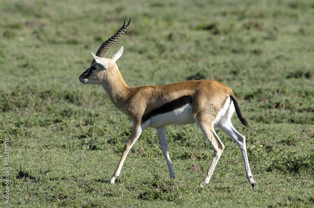 Gazelle de Thomson, Gazella thomsonii, Parc national du Serengeti, Tanzanie Gazelle de Thomson, Gazella thomsonii, Parc national du Serengeti, Tanzanie