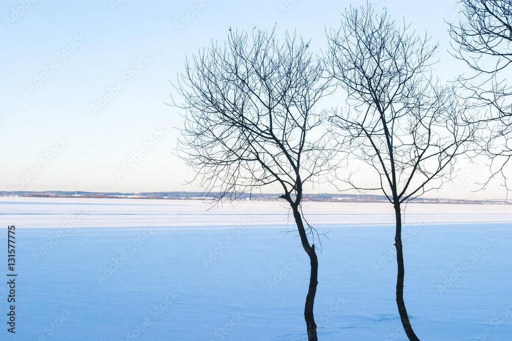 Winter landscape with trees