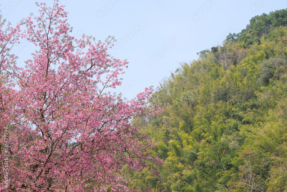 Himalayan Cherry (Prunus cerasoides) blooming at Doi Angkhang, Thailand. 