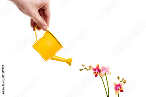 Male hand watering flower orchid   with yellow watering can, isolated on white background