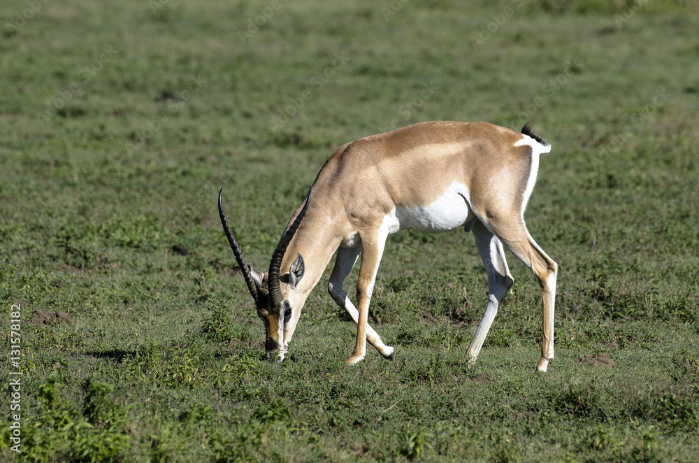 Gazelle de Grant, Nanger granti, parc national du Serengeti, Tanzanie Gazelle de Grant, Nanger granti, parc national du Serengeti, Tanzanie