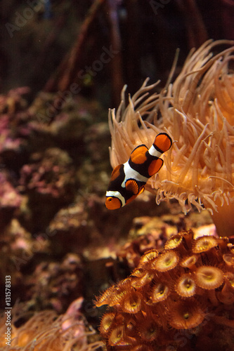 Clownfish, Amphiprioninae, in a marine fish and reef aquarium, staying close to its host anemone photo