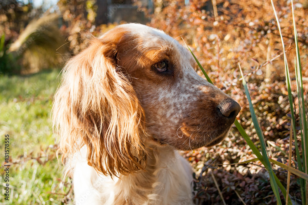 Hunting dog breed English Spaniel red and white in color, autumn colors combined with the color of the dog Hunting dog breed English Spaniel red and white in color, autumn colors combined with the color of the dog