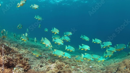 Sailfin and Blubberlip Snapper on a colorful coral reef. 4k footage photo