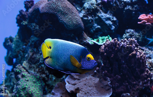 Blue faced angelfish Pomacanthus xanthometopon in a coral reef. photo