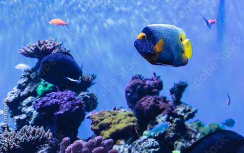 Blue faced angelfish Pomacanthus xanthometopon in a coral reef. photo