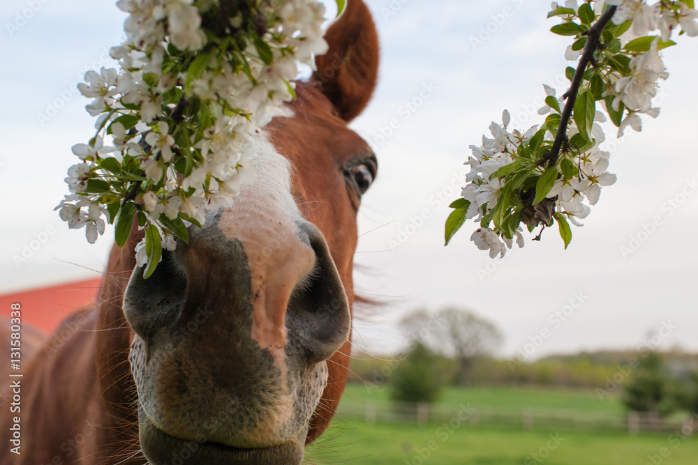 Fototapeta premium Kasztanowaty Thoroughbred koń obwąchuje kwitnącej jabłoni kraba.