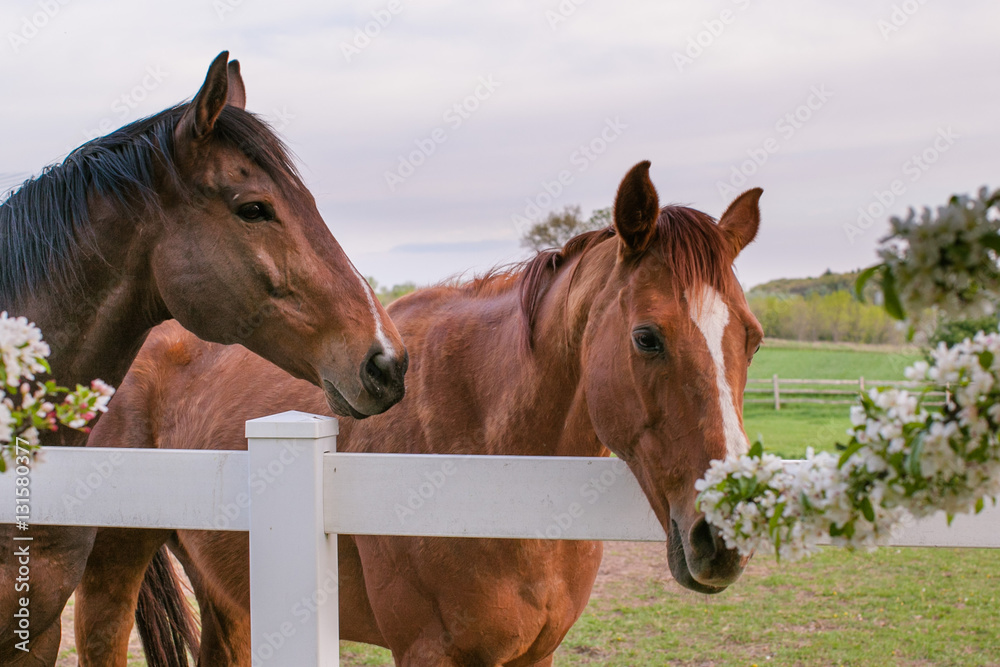 Two Thoroughbred horses sniffing a blooming crab apple tree.