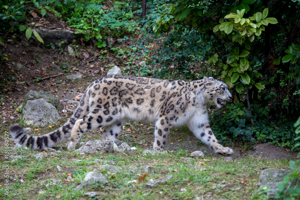 Fototapeta premium Snow leopard walking in the forest in the summer season