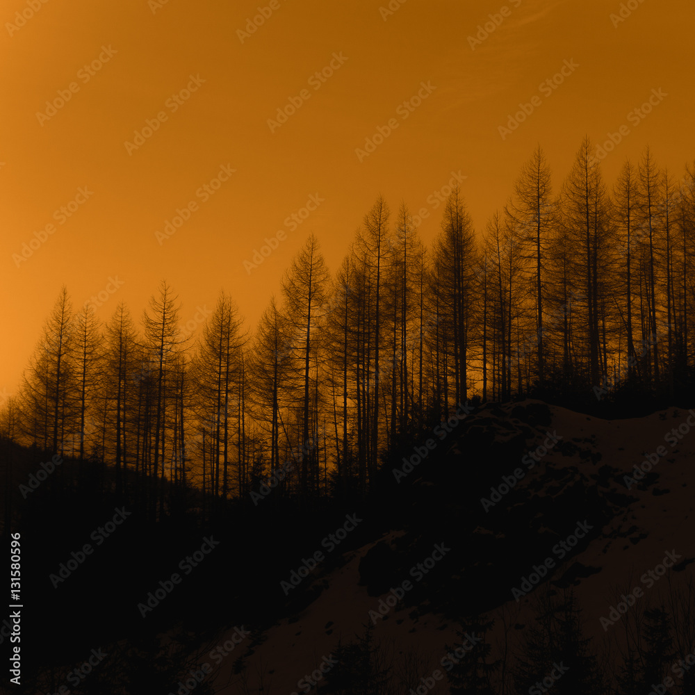 Dark trees at the sunset