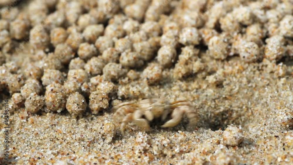 skittish crab rolls balls of sand close up
skittish crab rolls balls of sand close up
