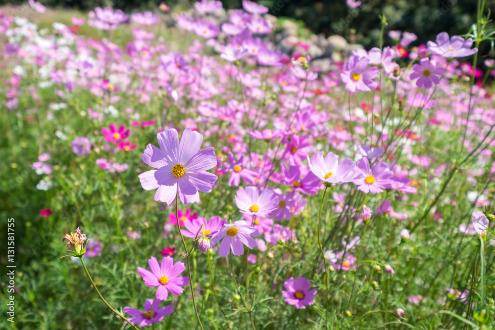 cosmos flower in sunshine, Rayong, Thailand cosmos flower in sunshine, Rayong, Thailand