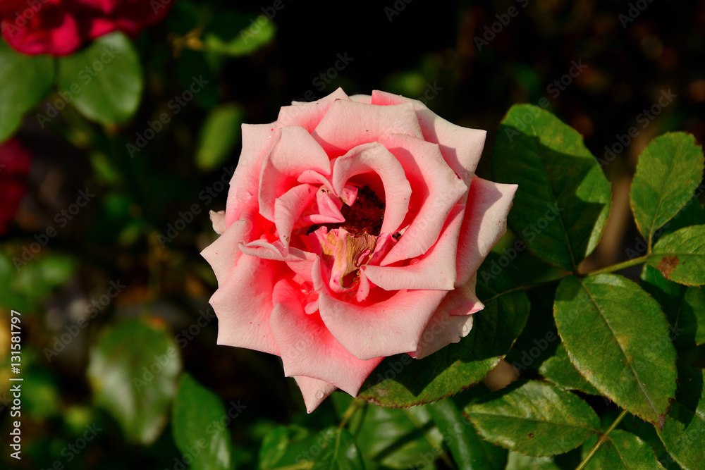 Beautiful pink rose in a garden Beautiful pink rose in a garden
