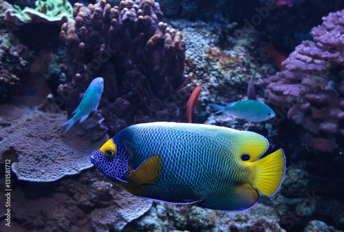 Blue faced angelfish Pomacanthus xanthometopon in a coral reef. photo