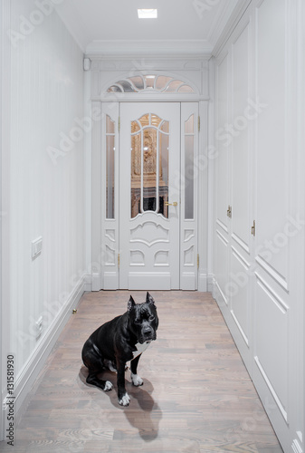 Black dog in the hall of flat.  Wooden design, white colors. photo