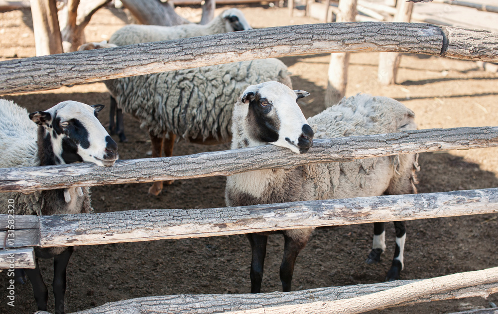 Obraz premium Flock of sheep of different suits in a pen for livestock preparing to go out to pasture. Breeding animals on the farm.