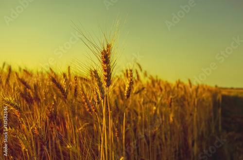 Spikelets of wheat close up on a background sunset. The harvest of cereals in the summer.
