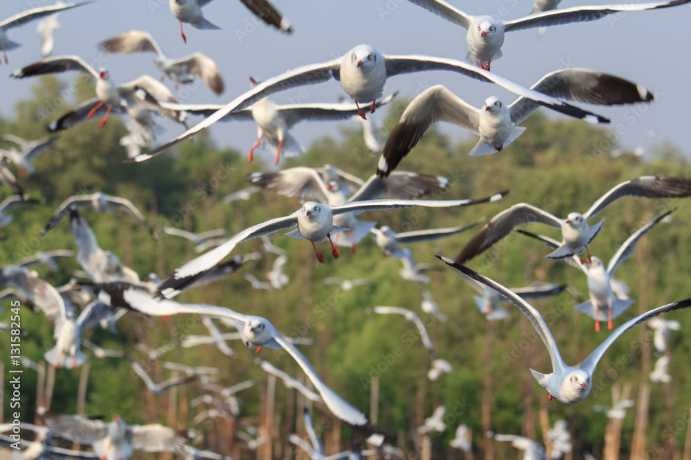 seagull flying on the sky