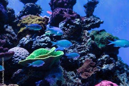 Blue Green chomis fish, Chromis viridis, has a pale green color and is found on the reef photo