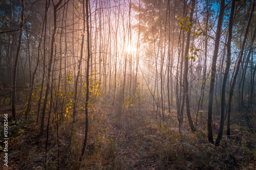 Early autumn forest. Foggy sunrise in a dense young aspen woods. © stone36