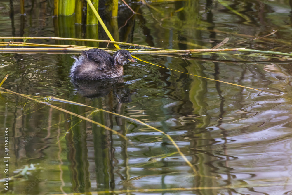 Zwergtaucher (Tachybaptus ruficollis)