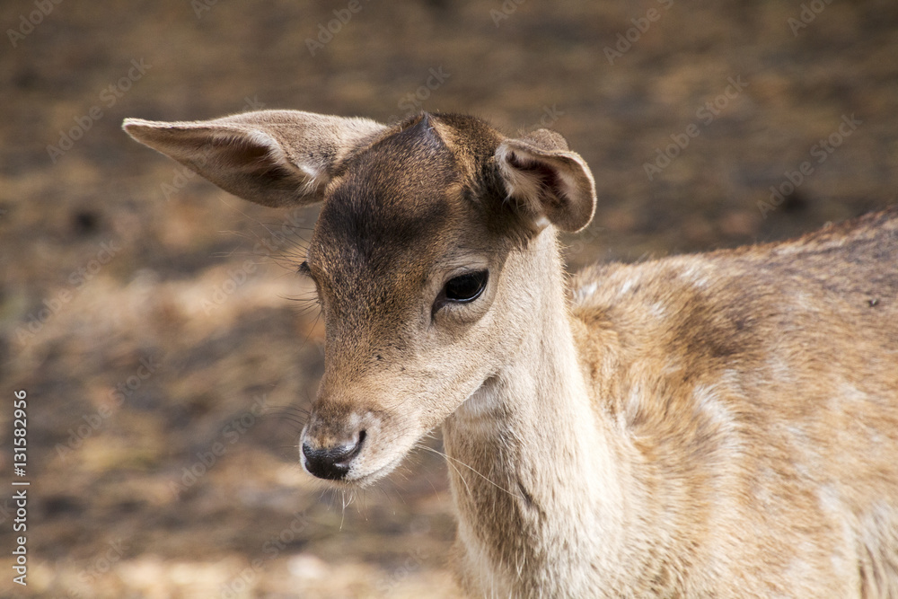 Rehkitz im Wald