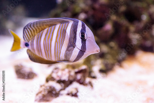 Desjardini Sailfin tang Zebrasoma desjardini in a coral reef. photo