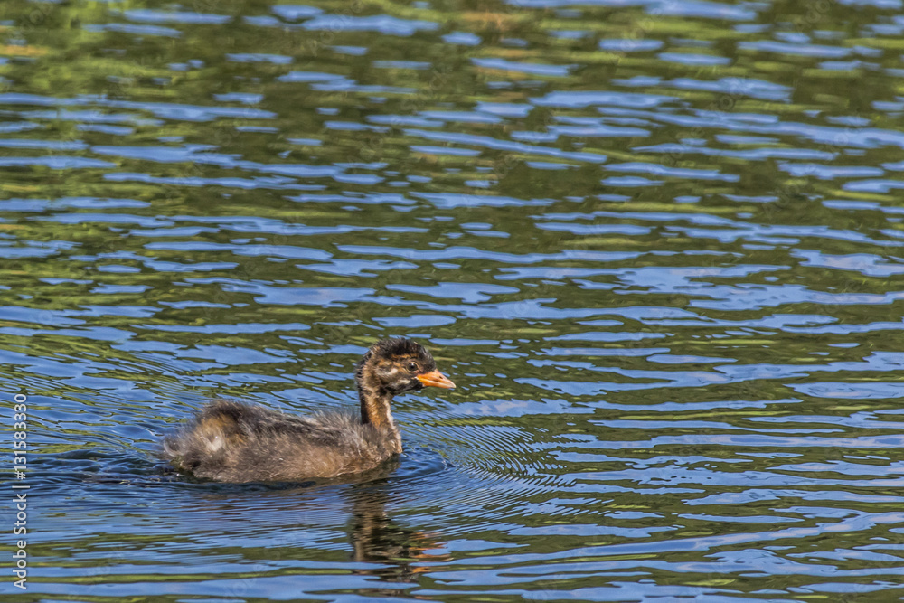 Fototapeta premium Zwergtaucher (Tachybaptus ruficollis)
