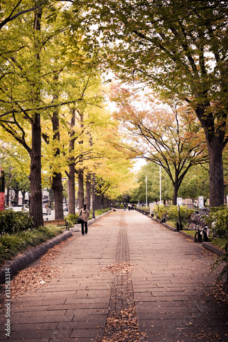 the ginkgo trees, Yamashita-Park