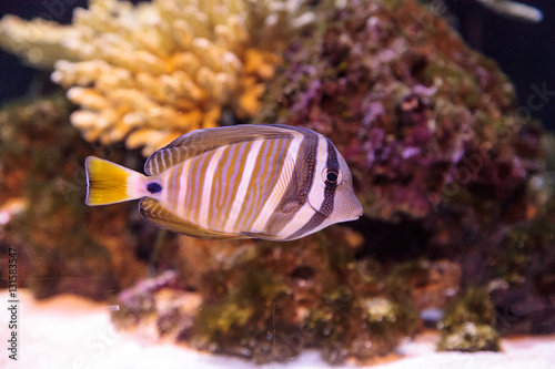 Desjardini Sailfin tang Zebrasoma desjardini in a coral reef. photo