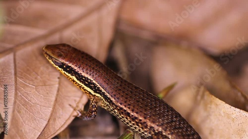 Lizard a worried and closes his eyes. Bronze Grass Sun Skink, Eutropis (mabuya) macularia
 photo