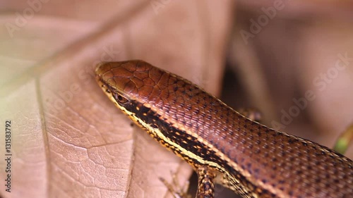 Bronze Grass Sun Skink, Eutropis (mabuya) macularia close-up
 photo