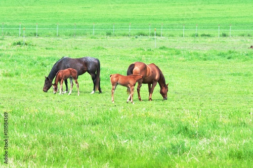 Fototapeta Naklejka Na Ścianę i Meble -  Mares and Colts