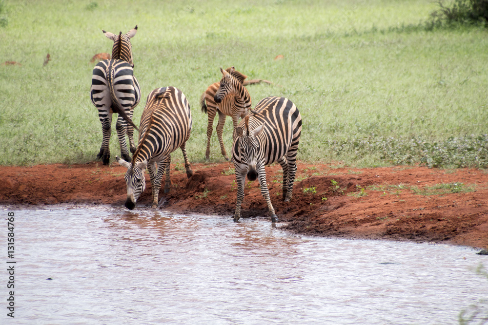 Fototapeta premium Zebras am Wasserloch