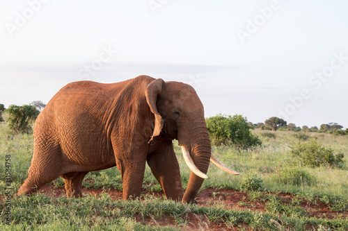 Elefant in der Savanne