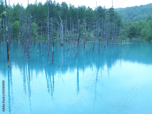 Reflection of the pine tree forest on Shirogane Blue Pond in Biei, Hokkaido, Japan