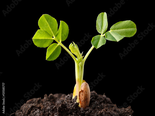 Peanut growing plant