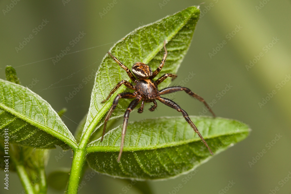 Spider on leaves Spider on leaves