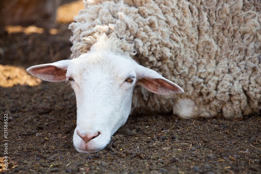 sheep in the corral for cattle and sleeping after a walk in a pasture. Breeding animals on the farm. sheep in the corral for cattle and sleeping after a walk in a pasture. Breeding animals on the farm.
