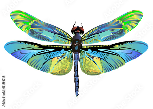 vector color art dragonfly nature wildlife fly